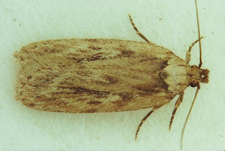 Parsnip Moth Depressaria radiella
