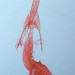 Female genitalia • Genitalia of female taken at actinic light on rocky shore, Lleyn, Caerns. August. Leg. I.F. Smith. Gen det. Shane Farrell • © Ian Smith