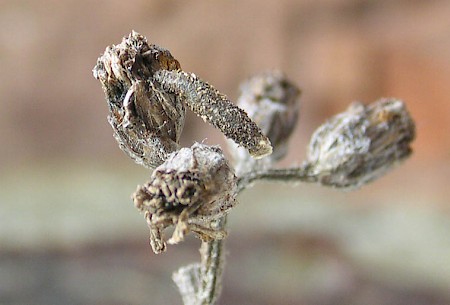 Coleophora argentula