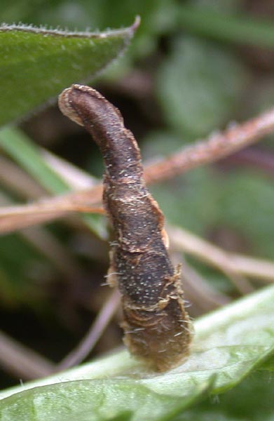 Coleophora wockeella