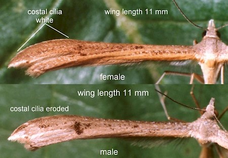Brown Plume Stenoptilia pterodactyla