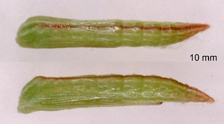 Twin-spot Plume Stenoptilia bipunctidactyla