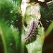 Feeding • Larva on partly eaten folded Succisa leaf. • © Colin Hart