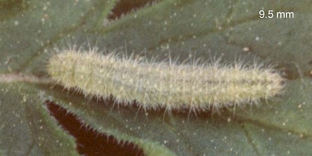Small Scabious Plume Stenoptilia annadactyla