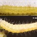 9mm larva • Late instar larva on wild Saxifraga hypnoides. Derbyshire. May. Imago reared. • © Ian Smith