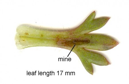 Saxifrage Plume Stenoptilia millieridactyla