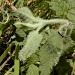Feeding signs • Wilted stem of Teucrium, Shibden Valley, W. Yorkshire • © Paul Talbot