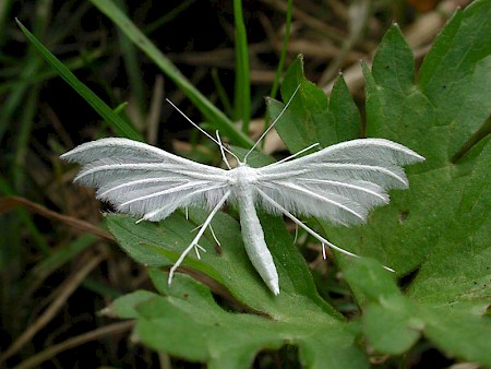 White Plume Moth Pterophorus pentadactyla