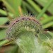 Larva • On fleabane (Pulentaria dysenterica), Dawlish Warren, Devon. 6 June 2003 • © John Walters