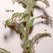 Feeding • feeding damage on Pulicaria dysenterica. Early July. • © Ian Smith