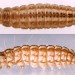 Larva • On Senecio jacobaea. Early September, Cheshire. • © Ian Smith