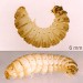 Larva • In stem of Eupatorium cannabinum. July. Lleyn, Caerns. • © Ian Smith