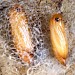 Pupa • July. Cocoon and pupa on underside of Heracleum sphondylium leaf. Derbyshire. Imagines reared. • © Ian Smith
