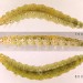 Larvae • Final instar larvae on Scutellaria galericulata. Late Aug. Leg. B. Smart & IFS. Imago reared; genitalia det. S.M. Palmer S. Lancs. • © Ian Smith