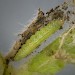 Larva • On P. dysenterica, Plymouth • © Bob Heckford