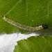 Larva • Glen Affric, Inverness-Shire • © Bob Heckford