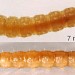 Larva • September. In sewn fruits of Sorbus aucuparia. Cheshire. Imago reared • © Ian Smith