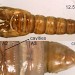 Pupal exuviae • Ex larva on Prunus spinosa. Caernarvonshire. Imago reared. • © Ian Smith
