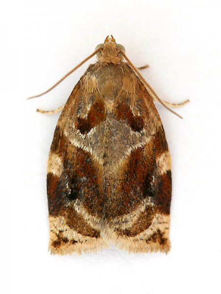 Variegated Golden Tortrix Archips xylosteana