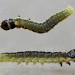Larva (intermediate instar) • Stretford, Greater Manchester • © Ben Smart