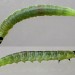 Larva (final instar) • Stretford, Greater Manchester • © Ben Smart