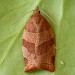 Adult • Reared from larva, Dovestones Resr., Saddleworth • © Ben Smart