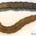 Larvae • 16 mm on Senecio. October. 18 mm on Betula. October. Light dorsum on thorax. Imago reared. • © Ian Smith