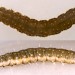 Larva • 18 mm on Calystegia. September. Dark dorsum on thorax. Imago reared. • © Ian Smith