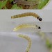 Early instar larva • Rochdale, Greater Manchester • © Ben Smart