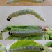 Intermediate instar larva • Rochdale, Greater Manchester • © Ben Smart