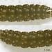 Larva • Wallasey, Cheshire.April 2000. On Plantago lanceolata • © Ian Smith
