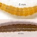 Larvae • Early instar March 1999; Nipstone, Shropshire. Late instar June 1994; Rowarth, Derbyshire • © Ian Smith