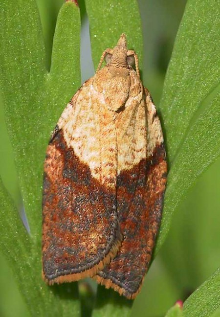 Light Brown Apple Moth Epiphyas postvittana