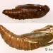 Pupa • Pupa and exuviae. Ex larva on Teucrium scorodonia. • © Ian Smith