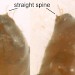 Cremaster • Ex larva on Teucrium scorodonia • © Ian Smith