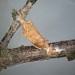 Larval case • Larval case constructed from Quercus leaf, Devon • © Bob Heckford