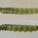 Final instar larva • Dunham Massey, Cheshire • © Ben Smart