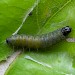 Larva • Rixton, Cheshire (imago reared) • © Ben Smart