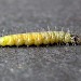 Larva • Thurstaston Common, Merseyside • © Ben Smart