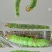 Larva • Chorlton, Greater Manchester, adult reared. • © Ben Smart