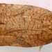 Adult • September, ex larva in spun Crataegus • © Ian Smith
