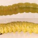 Larva • Late instar. May in spun Crataegus. Imago reared • © Ian Smith