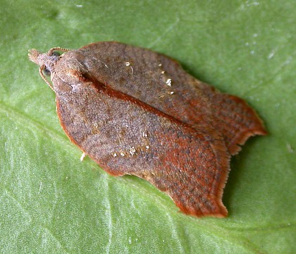 Adult • Chorlton, Gtr. Manchester. Ex. Larva on sallow • © Ben Smart