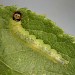 Larva • Plymouth, Devon. On Prunus spinosa. Imago reared. • © Bob Heckford