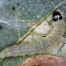 Larva (adult reared). • Cann Woods, Devon, on Betula • © Bob Heckford