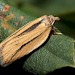 Adult • Inchkinloch, West Sutherland ex. larva on Myrica gale • © Duncan Williams