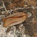 Adult • Loch Naver West Sutherland ex. larva on Myrica gale • © Duncan Williams
