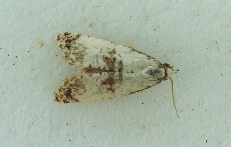 Neocochylis hybridella