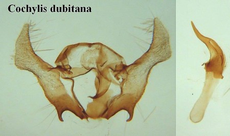 Neocochylis dubitana