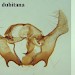 Male genitalia plate • Ex imago from larva in seedhead of Sonchus arvensis.
Cheshire. Leg. I.F. Smith. Gen. det. Shane Farrell • © Shane Farrell